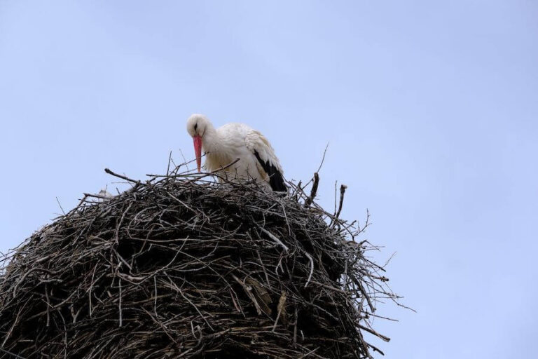 Bocian budujący gniazdo
