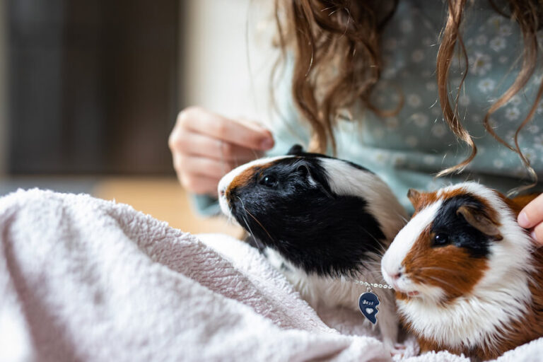 Dwie świnki morskie na kolanach dziewczyny
