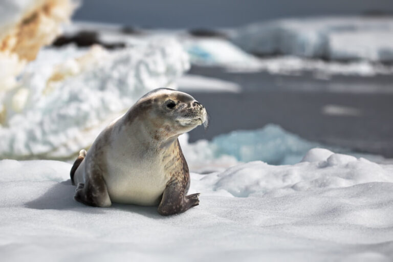 Foka na antarktydzie