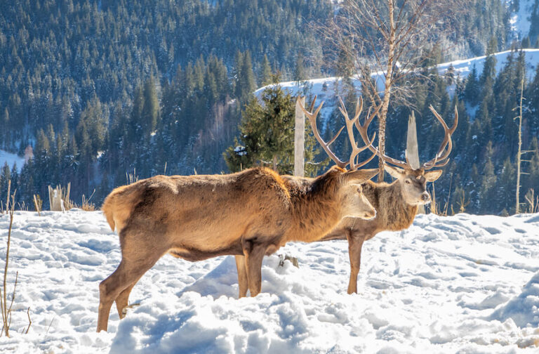 Jelenie na tle gór zimową porą