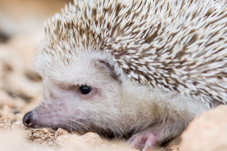 Jeżyk jasny z bliska