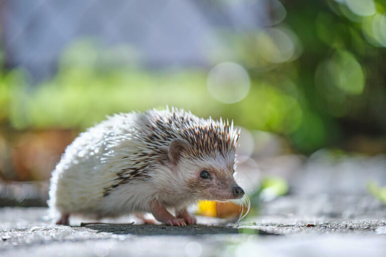 Jeżyk w naturalnym środowisku