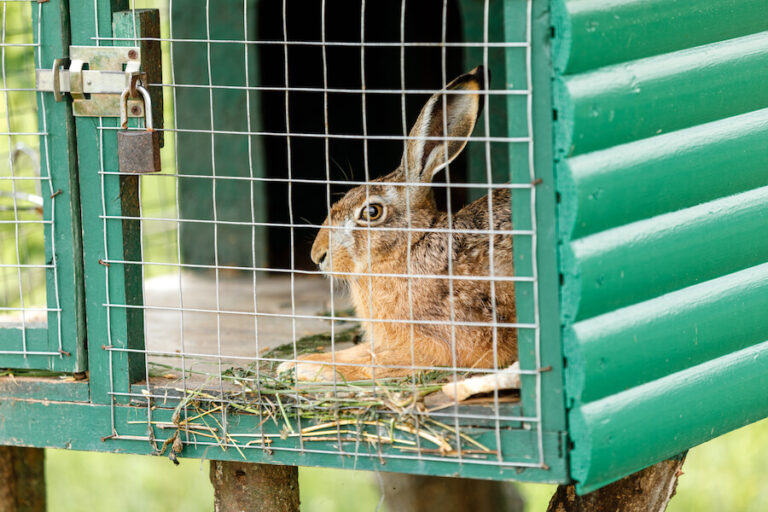 Królik w klatce