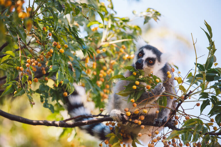 Lemur na drzewie w Madagaskarze