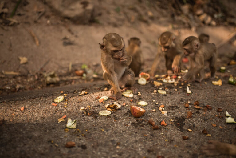Małpki gryzące orzechy