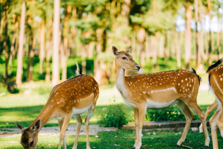 Młode sarny na tle lasu