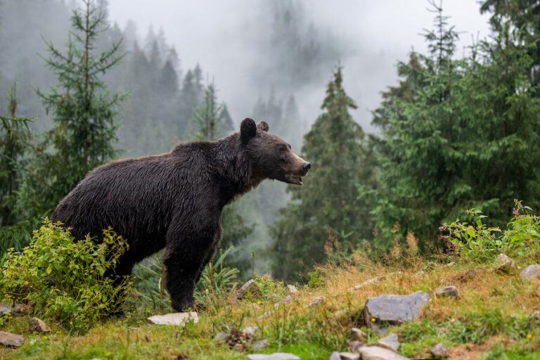 Niedźwiedź w górach