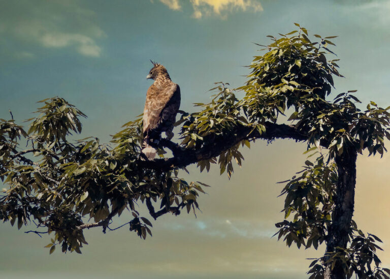 Ptak siedzący na koronie drzewa