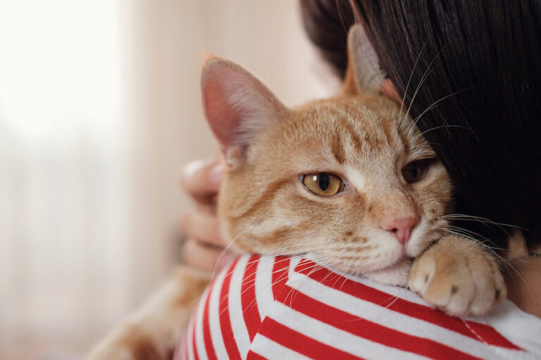 Rudy kot podczas przytulenia