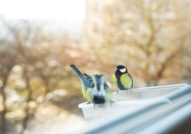 Sikorki jedzące z plastikowego pojemnika