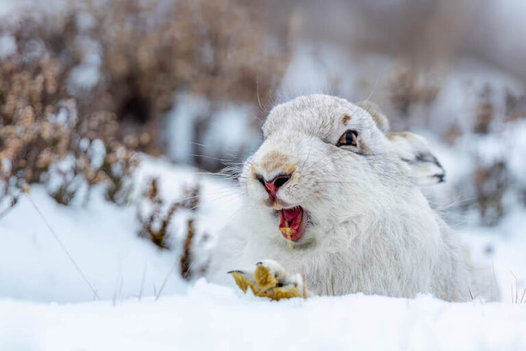 Warczący biały królik