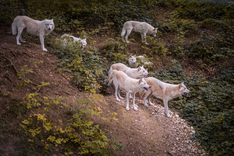 Wataha białych wilków