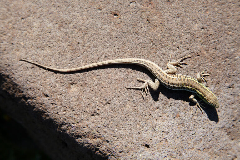 Widok na jaszczurkę z góry na kamieniu