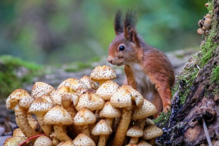 Wiewiórka przy grzybach