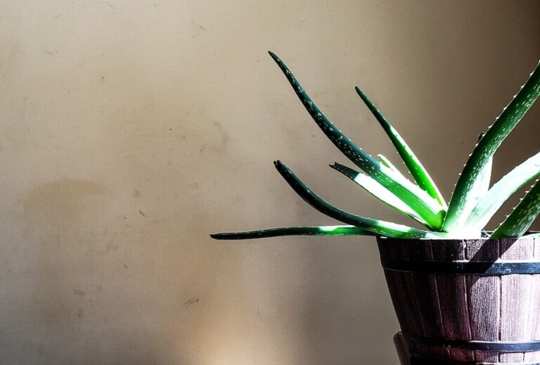 Aloes w drewnianej donicy
