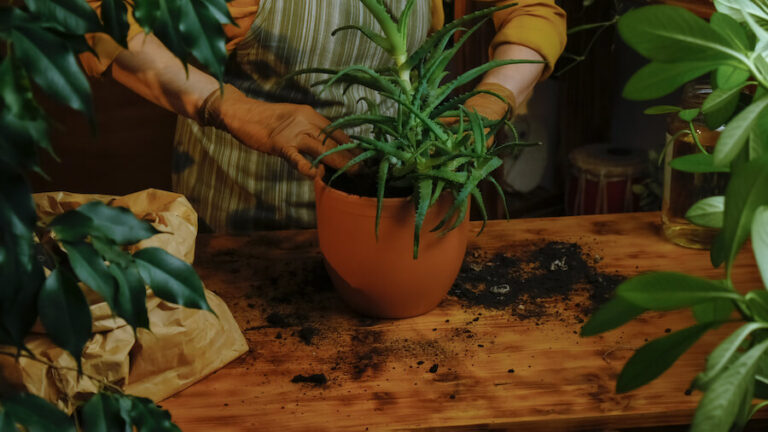 Kobieta przesadzająca aloes