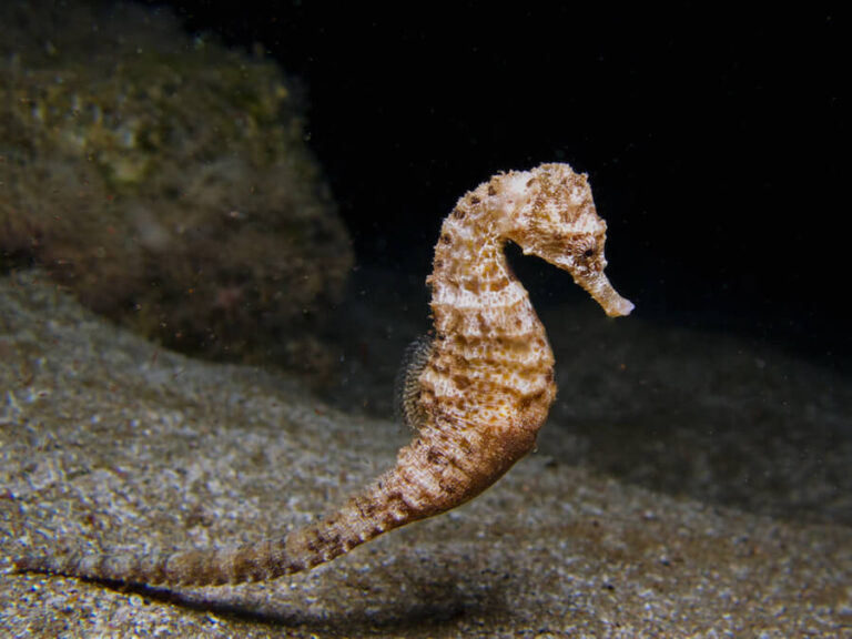 Konik morski w naturalnych warunkach