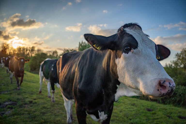 Krowy jako zwierzęta hodowlane