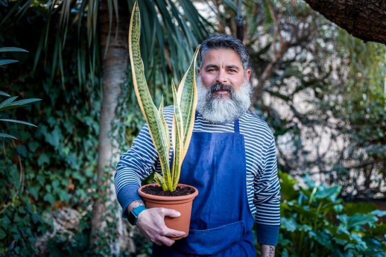 Mężczyzna trzymający doniczkę z wysoką sansewierią