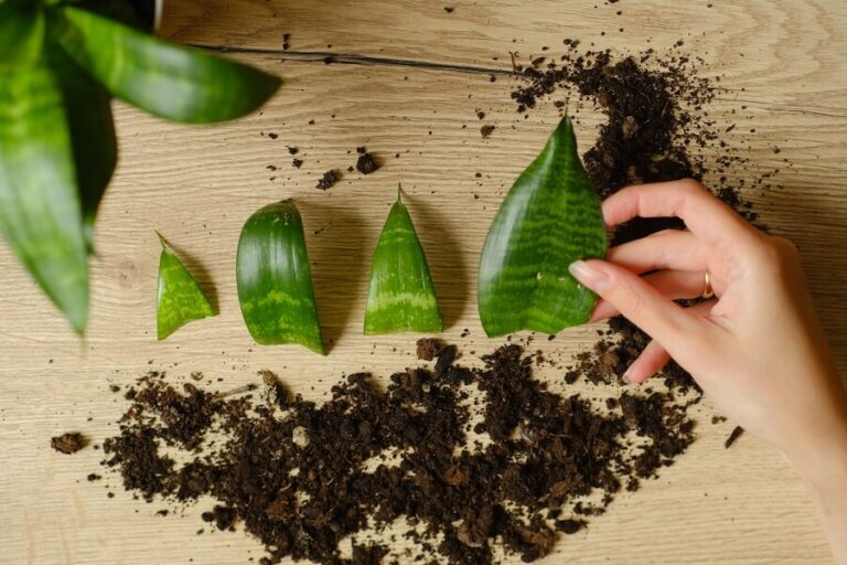 Odcięte liście sansewierii do ukorzeniania