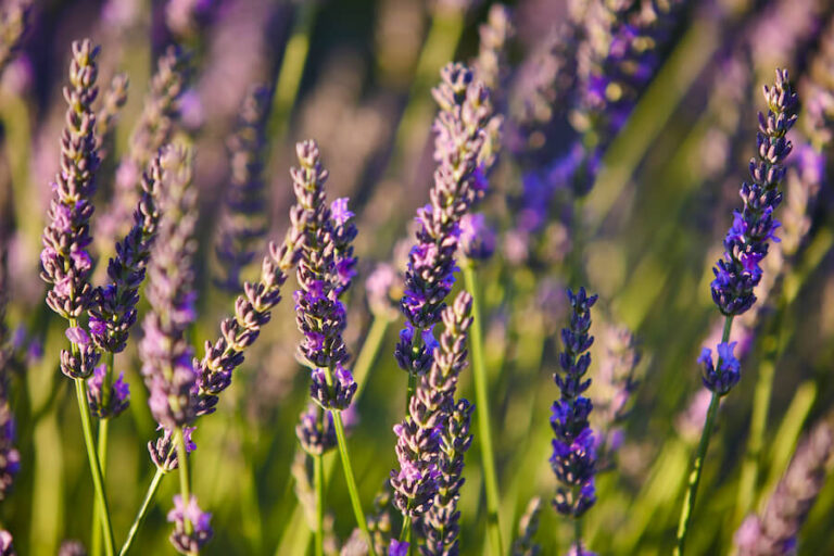 Roślina lawendy z bliska