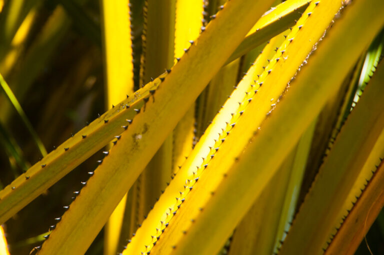 Żółkniejący aloes