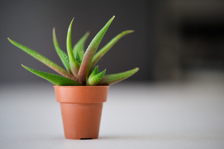 Brązowiejący aloes