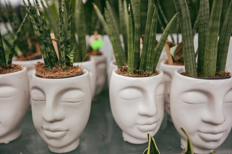 Doniczki z sansewierią