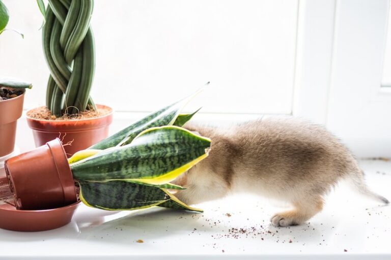 Kot przy przewróconej doniczce z sansewierią