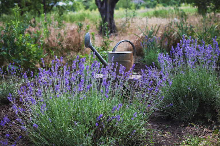 Lawenda i konewka w sadzie