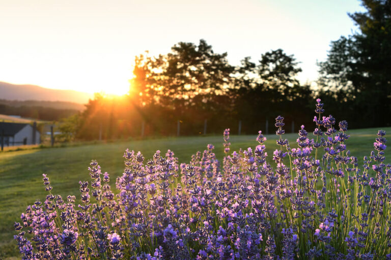Lawenda o zachodzie słońca