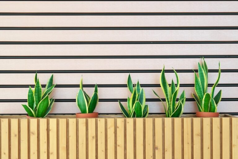 sansewieria w doniczkach na balkonie