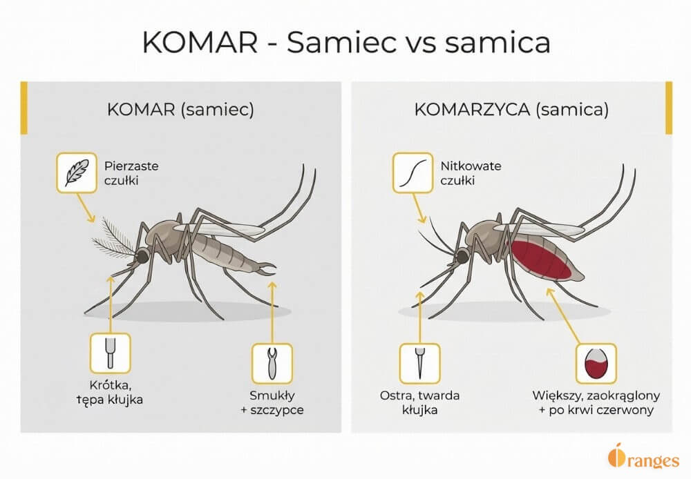 Infografika porównawcza: komar (samiec) vs komarzyca (samica) z zaznaczonymi różnicami w czułkach, kłujce i odwłoku