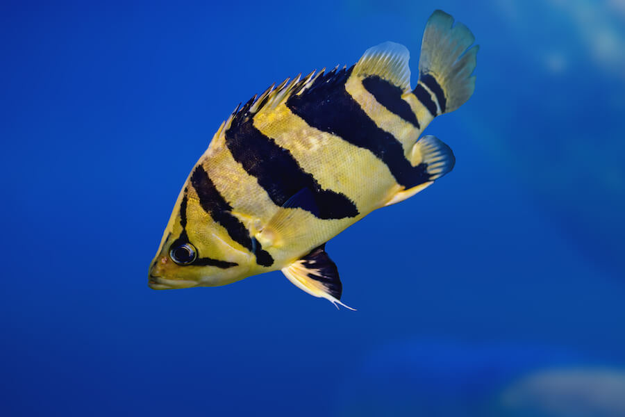 Brzanka sumatrzańska