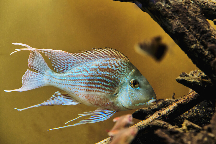 Pielęgniczka Ramireza