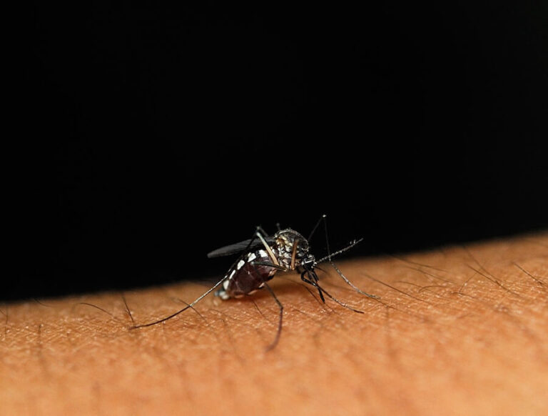 Komar tygrysi na ręce