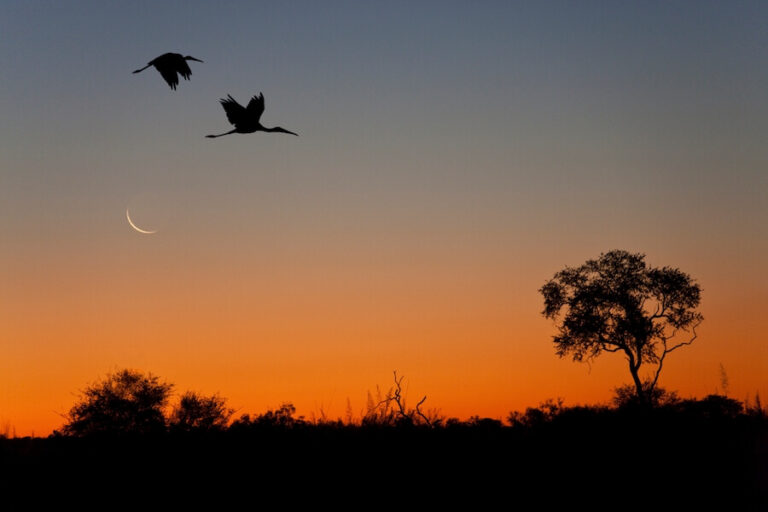Lecące bociany w Afryce