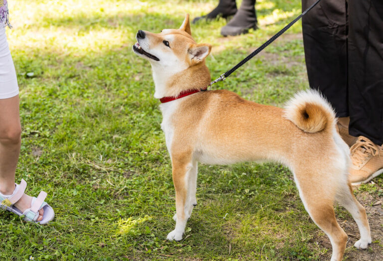 Pies podobny do lisa