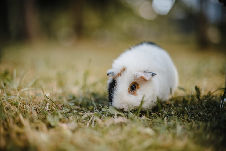 Świnka morska na trawie