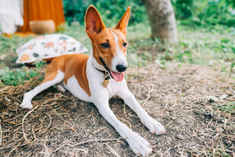 Basenji leży