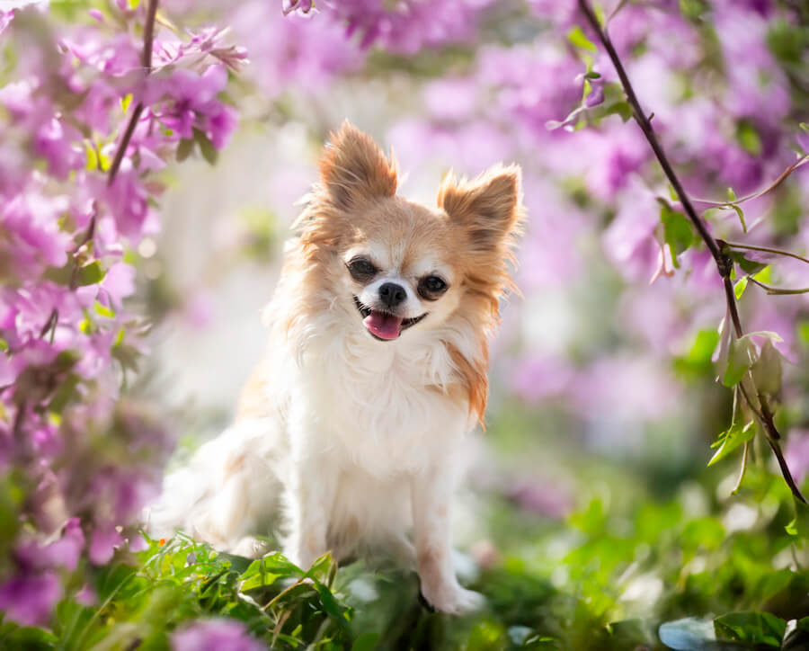 Chihuahua wśród kwiatów