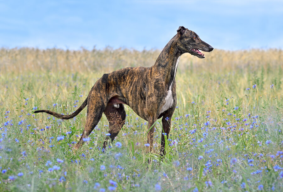 Greyhound