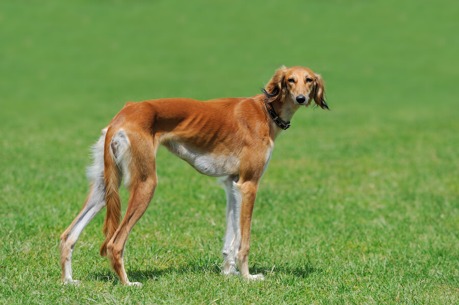 Saluki