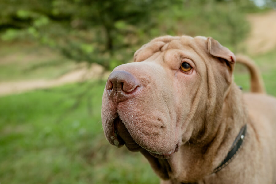 Shar pei