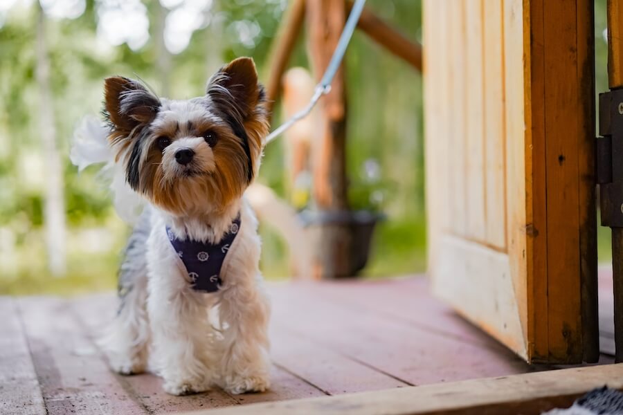 Yorkshire Terrier w drzwiach