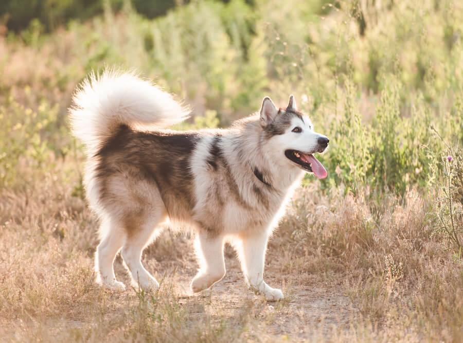 Alaskan Malamute