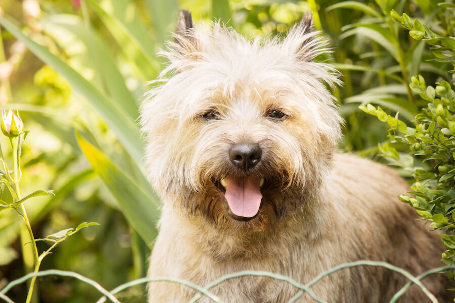 Cairn Terrier