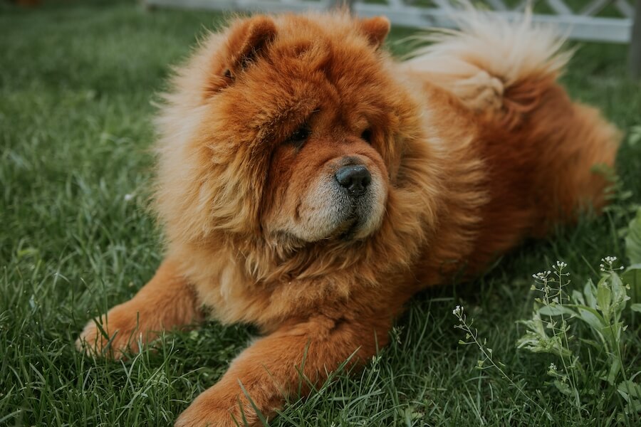 Chow chow na trawie