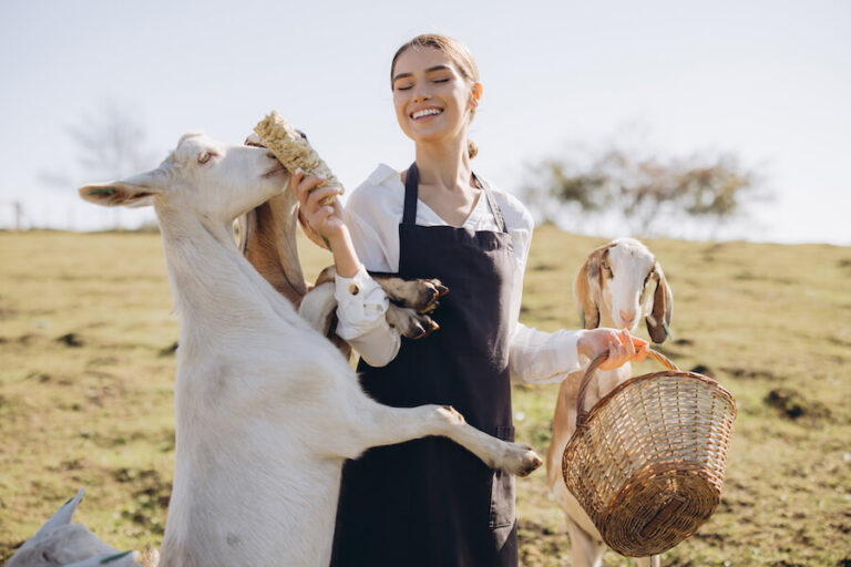 Dietetyczka zwierzęca z kozami