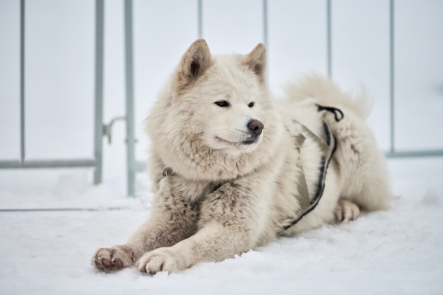 Kanadyjski pies eskimoski